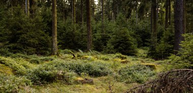 Yazın yağmur yağdıktan sonra ormanda kozalaklı ağaçlar, çalılar ve eğrelti otları. Yerde yabanmersini çalıları var.. 
