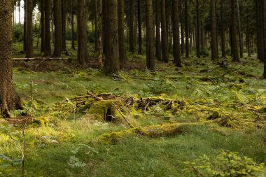 Kozalaklı orman, çalılar ve eğreltiotu. Ağaçların arasında güneş ışığı. Yerde yıpranmış ahşap. Yazın açık hava, doğa, huzur sahnesi.