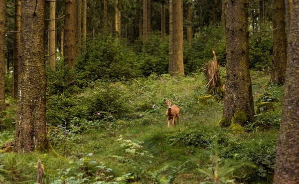 Deer in the forest between trees and bushes in the summer. The deer looks in to the camera. Feldberg in Hessen, Germany.