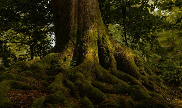 Wald Sonnenlicht Fällt Auf Den Stamm Eines Laubbäumchens Starke Wurzeln — Stockfoto