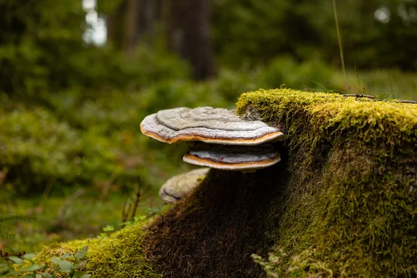 Close Tree Trunk Moss Polypore Green Forest Dusk — Stock Photo, Image