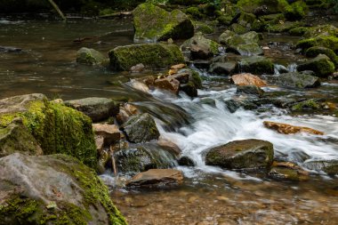 Kara Ernz, Mullerthal, Lüksemburg 'daki vadiden akar. Yaz, yeşil yosun, orman.
