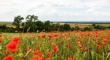 Buğday tarlasında kırmızı gelincikler. Arka planda çalılar ve ağaçlar, ön plana odaklanın. Hessen Almanya 'sında tarım, doğa, haşhaş çiçekleri, tarım arazisi ve kırsal alan.