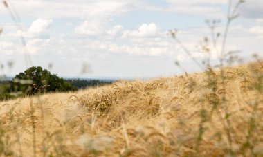 Arpa tarlasını kapatın, hasat zamanı. Arka planda ağaçlar ve çalılar, bulutlu gökyüzü. Hessen Almanya 'sında tarım, doğa, tarım arazisi, olgun arpa ve kırsal alan.