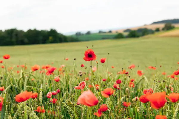 stock image Red poppies in a wheat field. Bushes and trees in the background, focus on the foreground. Agriculture, nature, farmland, poppy flowers, farmland and rural scene in Hessen Germany.