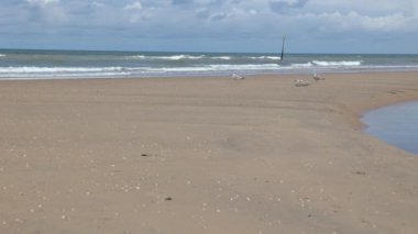 Lahey 'in Scheveningen bölgesindeki kumlu sahilde martılar. Kuzey Denizi dalgalı, gökyüzünde bulutlar.