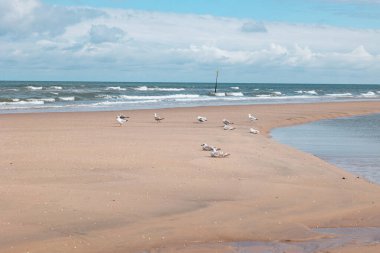 Martılar sahilde oturuyor ve ayakta duruyorlar. Arka plandaki kaba Norht Denizi. Doğa, Vahşi Yaşam, Scheveningen, Lahey, Hollanda.