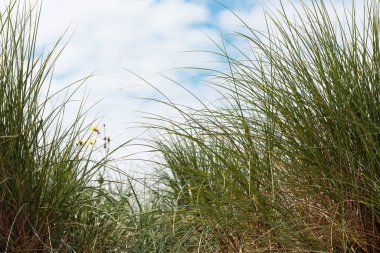 Close-up dune grass on the beach. Nature, outdoors, cloudscape, summer, day, The Hague, Netherlands. clipart