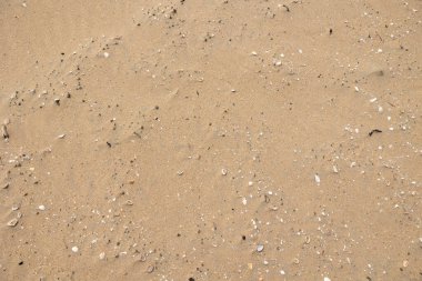 Kumsalda kum, taş, midye ve deniz kabuğu var. Doğa, açık hava, doğal koşullar, güneş ışığı, yaz, gün. 