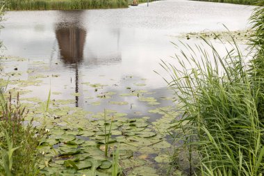 Nehir suyundaki tarihi yel değirmenlerinin yansıması. Hollanda 'da Kinderdijk, sazlık çimenler kıyıda, su zambakları suda..