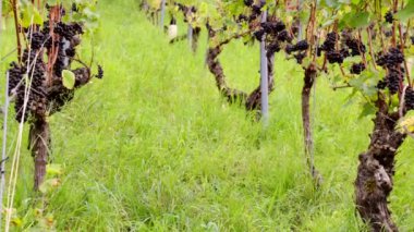 Pinot Noir üzümlü üzüm bağı. Olgun koyu üzümler hasat için hazır. Sonbahar, gün, bulutlu gökyüzü, Almanya 'da Rheingau' da Assmanshausen. 