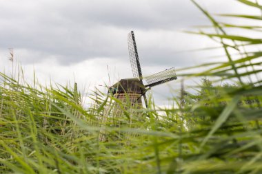 Hollanda 'nın Kinderdijk kentindeki sazlıkların arkasındaki tarihi yel değirmeni rıhtıma yakın. Yazın bulutlu bir gün. Ön planda Reed otları.