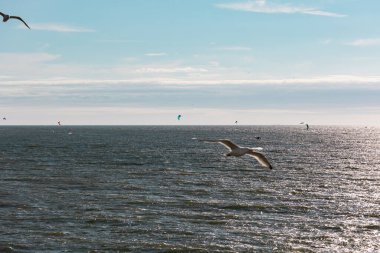 Kuzey Denizi 'ndeki uçurtmacılardan. Ön planda bulanık martılar var. Açık hava, Scheveningen 'de ekstrem spor, Lahey, Hollanda. 