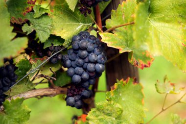 Yakın plan mavi üzümler, hasat için hazır. Almanya 'daki Assmanshausen, Rheingau. Üzüm bağı, dik yamaç, şarap tarlası.