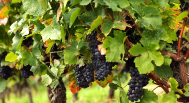 Yapraklar ve dallar arasında sarmaşıkta asılı duran mavi üzümler. Almanya 'daki Assmanshausen, Rheingau. Üzüm bağı, dik yamaç, şarap tarlası, hasat zamanı.. 