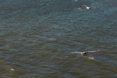 Kuzey Denizi üzerinde uçan martılar. Doğa, vahşi yaşam teması, kanat, tüy, su kuşu. Kuzey Denizi