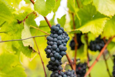 Mavi şarap üzümünü kapatın, dalda asılı. Rheingau, Almanya 'daki Assmanshausen, Vineyard, Pinot Noir, hasat, şarap üretimi için olgunlaşmış.