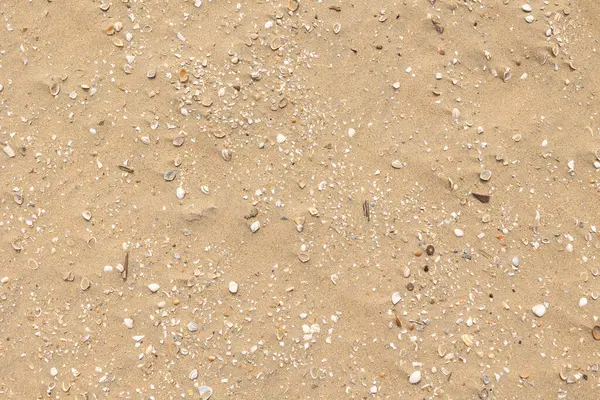 Kumsalda kum, taş, midye ve deniz kabuğu var. Doğa, açık hava, doğal koşullar, güneş ışığı, yaz, gün. 