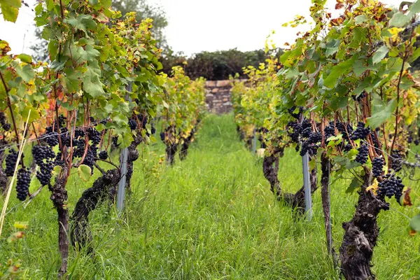 Yapraklar ve dallar arasında asılmış olgun mavi üzümler hasat etmeye hazır. Almanya 'daki Assmanshausen, Rheingau. 