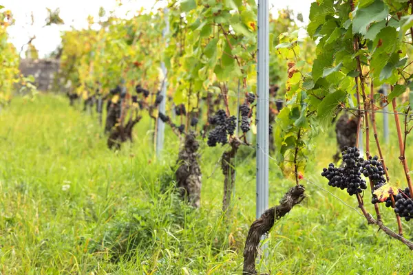 Yapraklar ve dallar arasındaki sarmaşıkta asılı duran olgun mavi üzümler, dik bir yamaçta büyüyen şaraplar. Almanya 'daki Assmanshausen, Rheingau. Üzüm bağı, dik yamaç, şarap tarlası.