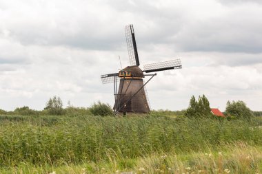 Ön planda yel değirmeni, çayır ve kamış taneleri var. Hollanda 'da yaz boyunca Kinderdijk' te bulutlu bir gün.