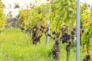 Yapraklar ve dallar arasındaki sarmaşıkta asılı duran olgun mavi üzümler, dik bir yamaçta büyüyen şaraplar. Almanya 'daki Assmanshausen, Rheingau. Üzüm bağı, dik yamaç, şarap tarlası.