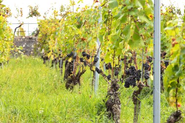 Ripe blue grapes hanging on the vine between leaves and branches, wine-growing on a steep slope. Assmanshausen, Rheingau in Germany. Vineyard, steep slope, wine farmland. clipart