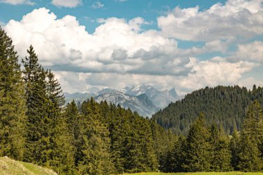 Ağaçlar, çayırlar, İsviçre 'de dağ Canton St. Gallen, İsviçre Alpleri, 2025 yazı. Güneş ve bulutlar, güzel manzara. Yürüyüş, turizm, seyahat yeri, dinlenme yeri.