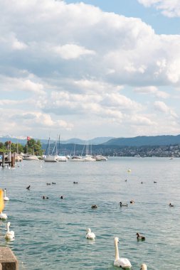 Zürih Gölü 'nün sularında kuğular ve ördekler. Açık hava, İsviçre, hayvan, yaz, gün, temiz su, yüzme.