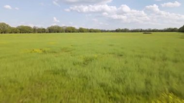 Çimenli ve çiçekli Fallow Field 'ın 4k hava aracı. Ağaçlar ve ufuk görünür