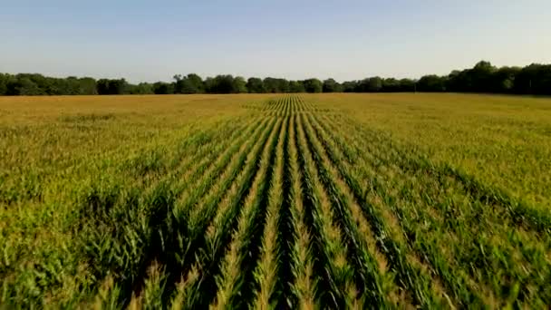 Aerial Drone Fly Над Фермой Kentucky Corn Farm Подъем Конце — стоковое видео