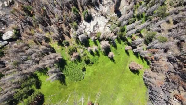 Aerial Drone Pohled Shora Dolů Spálené Stromy Lesním Požáru Vidět — Stock video