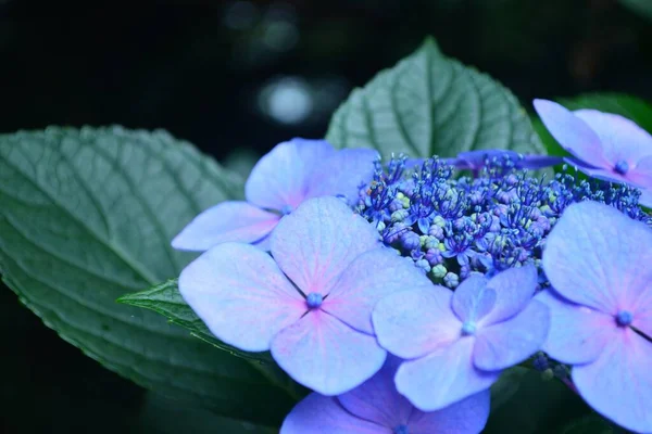 Flores Hortensia Verano Cerca Flores Púrpuras Japonesas —  Fotos de Stock