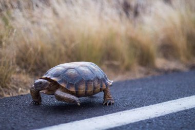 Yoldan geçen bir çöl kaplumbağası..