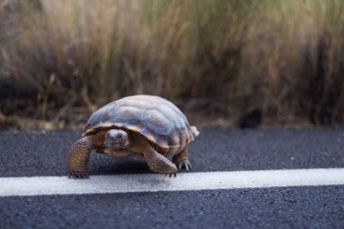 Yoldan geçen bir çöl kaplumbağası..