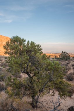 Çölde yetişen bir çam çamı.