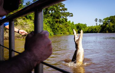Aç timsah, yiyeceğini Louisiana 'daki mangrovlardan almak için suda duruyor.