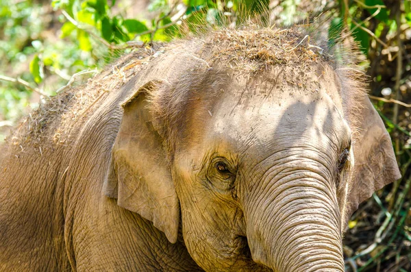 Chiang Mai Tayland 'daki Fil Doğa Parkı' nda bu file iyi bakılıyor ve bakılıyor.