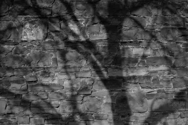 Schatten Von Ästen Auf Einer Dekorativen Steinmauer Schwarz Weiß Bild — Stockfoto