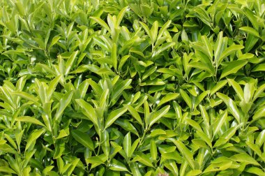 Dekoratif bir çalılığın yaprakları. Yeşil doğal arkaplan