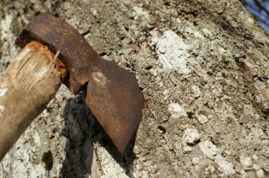 Eski paslı bir balta. Ağaç gövdesine kesilmiş eski bir balta..