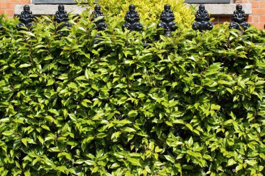 Siyah metal çitler büyümüş. Bahçede dekoratif çitler var. İrlanda, Dublin.