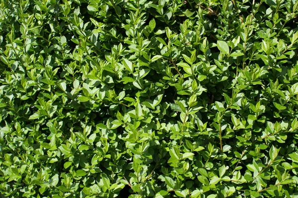 Grön Naturlig Bakgrund Närbild Busken Löv Solig Dag — Stockfoto