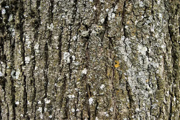 Linden tree bark. Background texture. Tree trunk close-up.