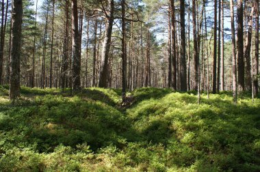 Baltık Denizi kıyısındaki çam ormanı. Çam ormanı güneşli bir günde.