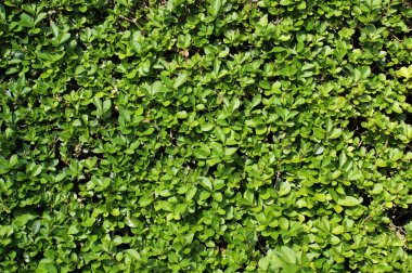 Bahçedeki yeşil yaprak. Doğal arkaplan.