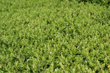 Canlı çit üst görünümü.