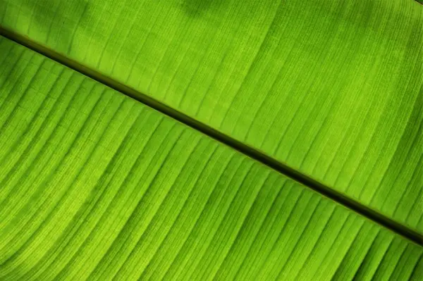 Structure of a leaf of a tropical plant. Banana tree leaf in thailand garden.