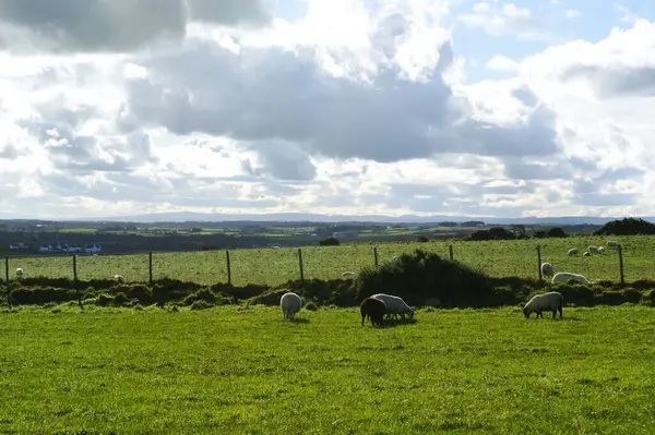 Sheep in fenced pastures. Countryside in Ireland