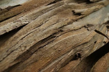 Okaliptüs ağaç kabuğunun soyut arkaplan dokusuna yakın görünümü